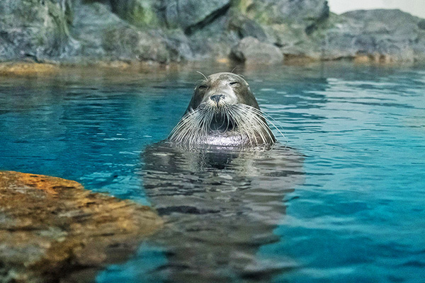 九州自然動物園×海之卵水族館民泊5日